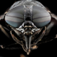 Illustration for article titled 11 Glittering Insects From the US Geological Surveys Bug Collection
